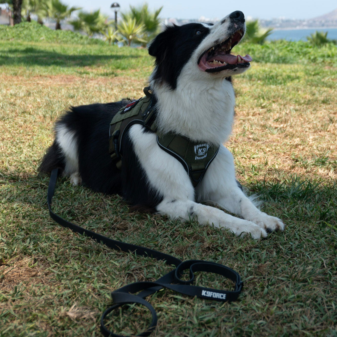 3m Biothane Leash Doble Asa