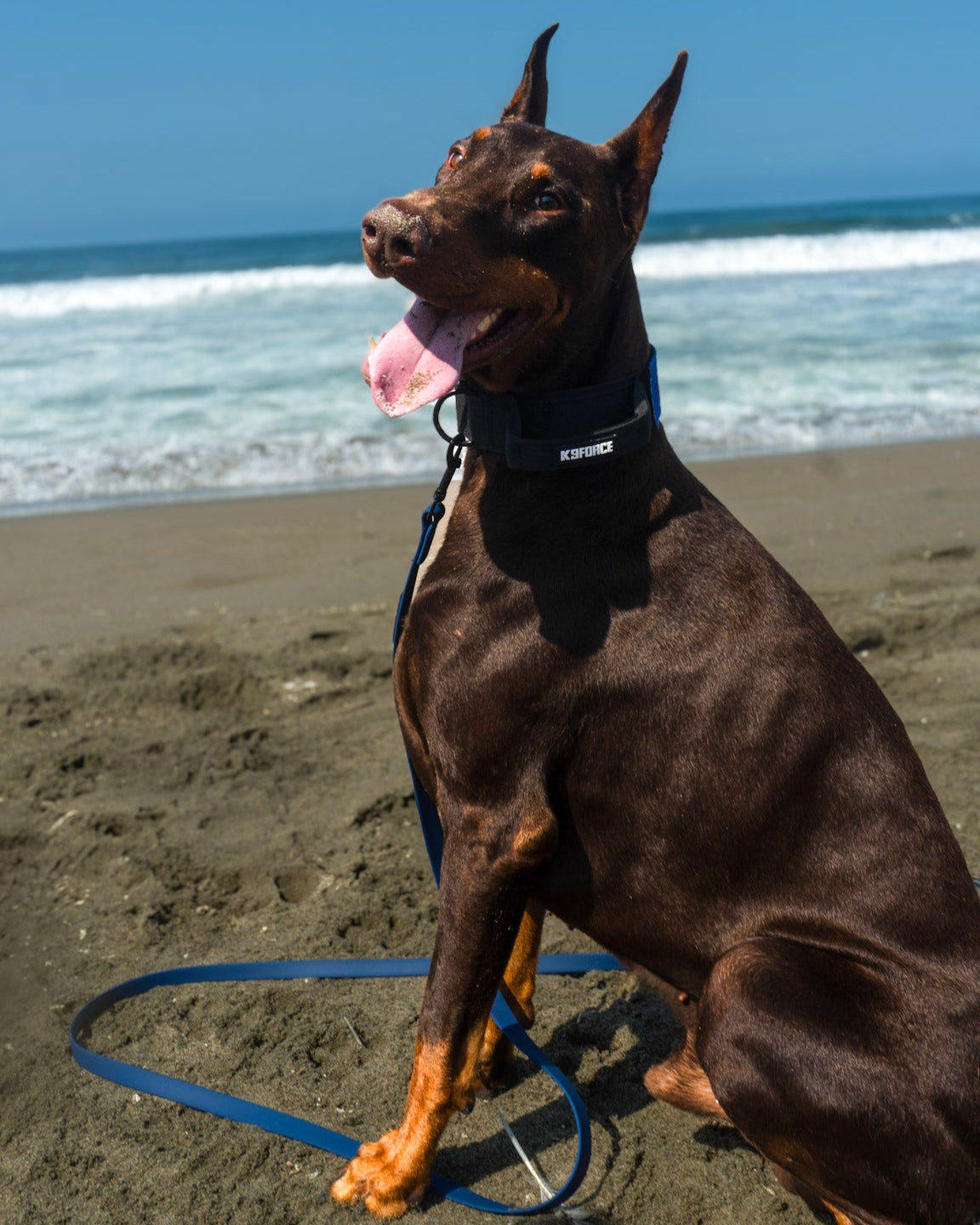 6m Biothane Leash