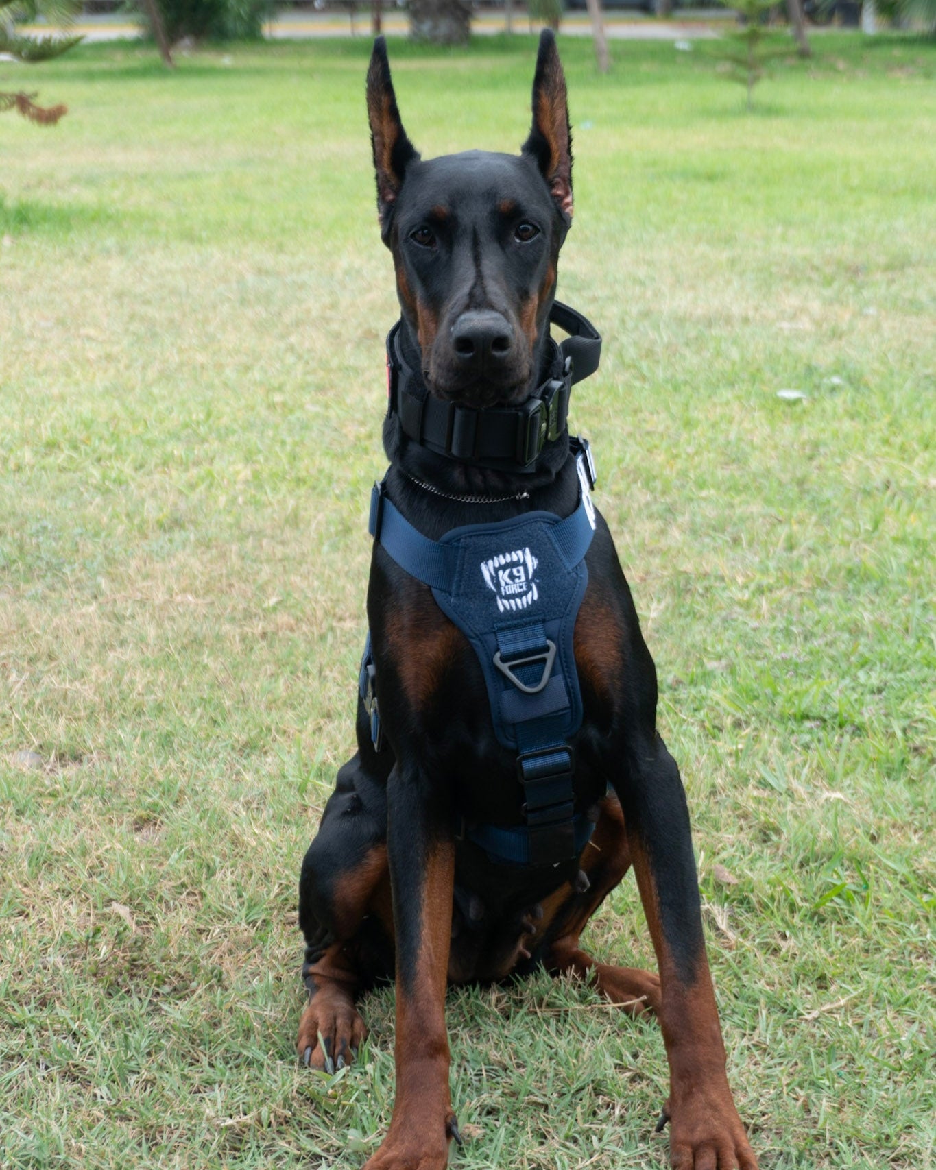 Working Harness