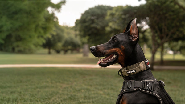 COLLARS