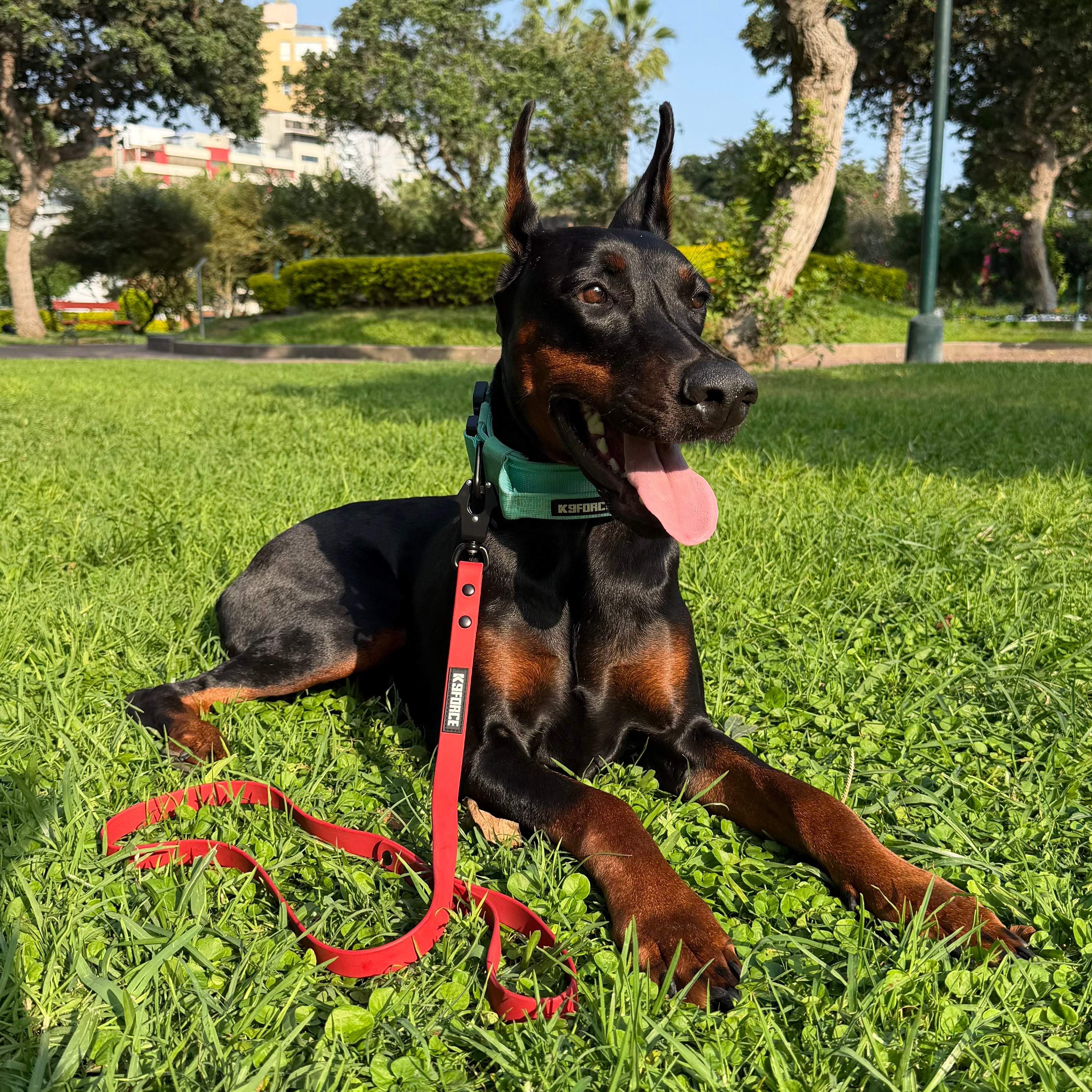1.27m Black Leash