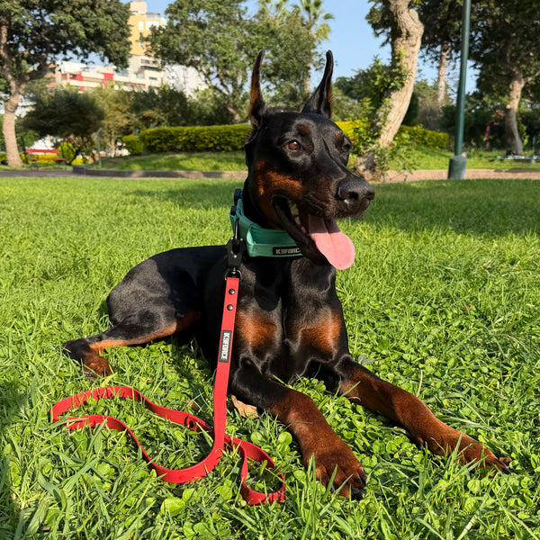 1.27m Black Leash