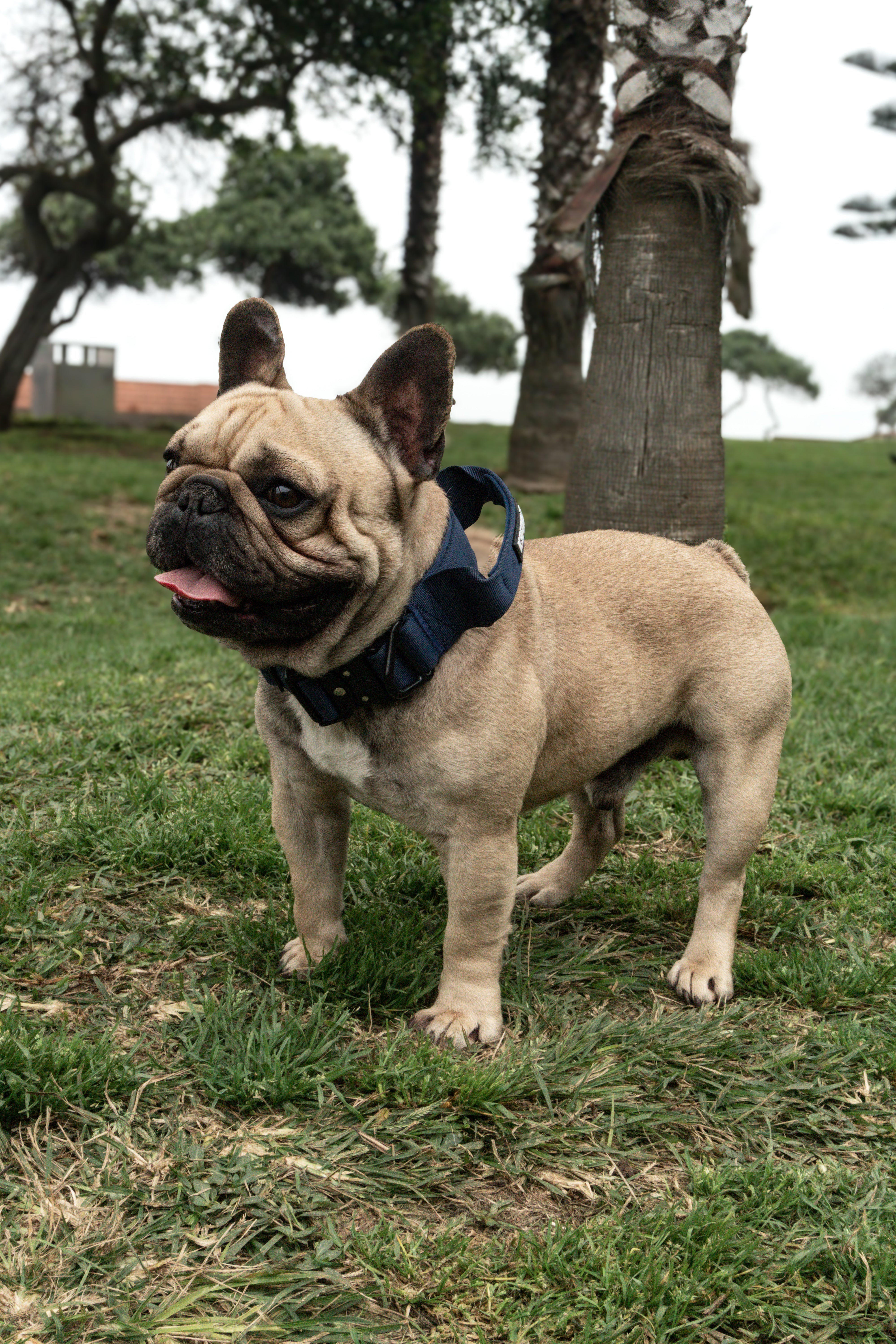 Urban Rebel Collar 5cm