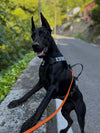 Aluminum Flex Harness Black  — APEX Series
